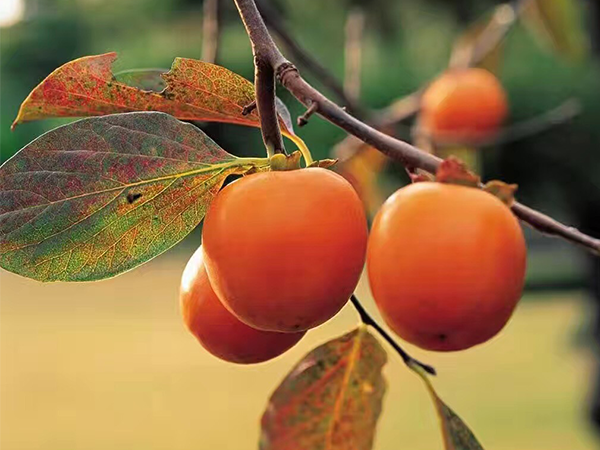 像莫言一樣講故事，紅瓜子告訴你真實(shí)的企業(yè)宣傳片制作