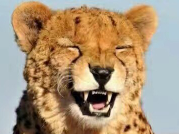 瓜子故事丨愿你學(xué)會，笑著低下頭！